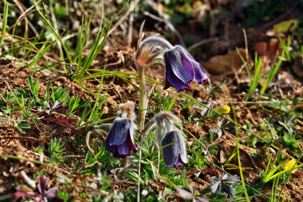 2015_04_07_00016946p_Bildgr��e �ndern