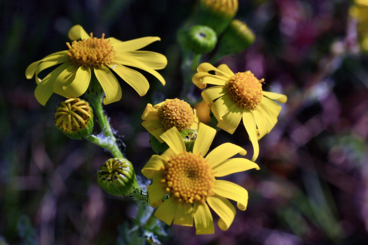 2015_04_20_00017427p_Bildgr��e �ndern