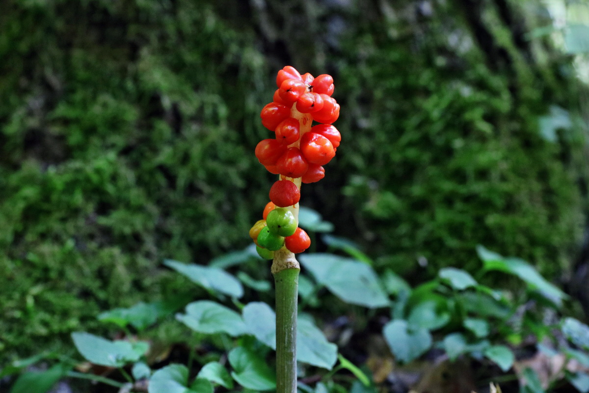 IMG-2015-08-05-00007272p_Bildgr��e �ndern