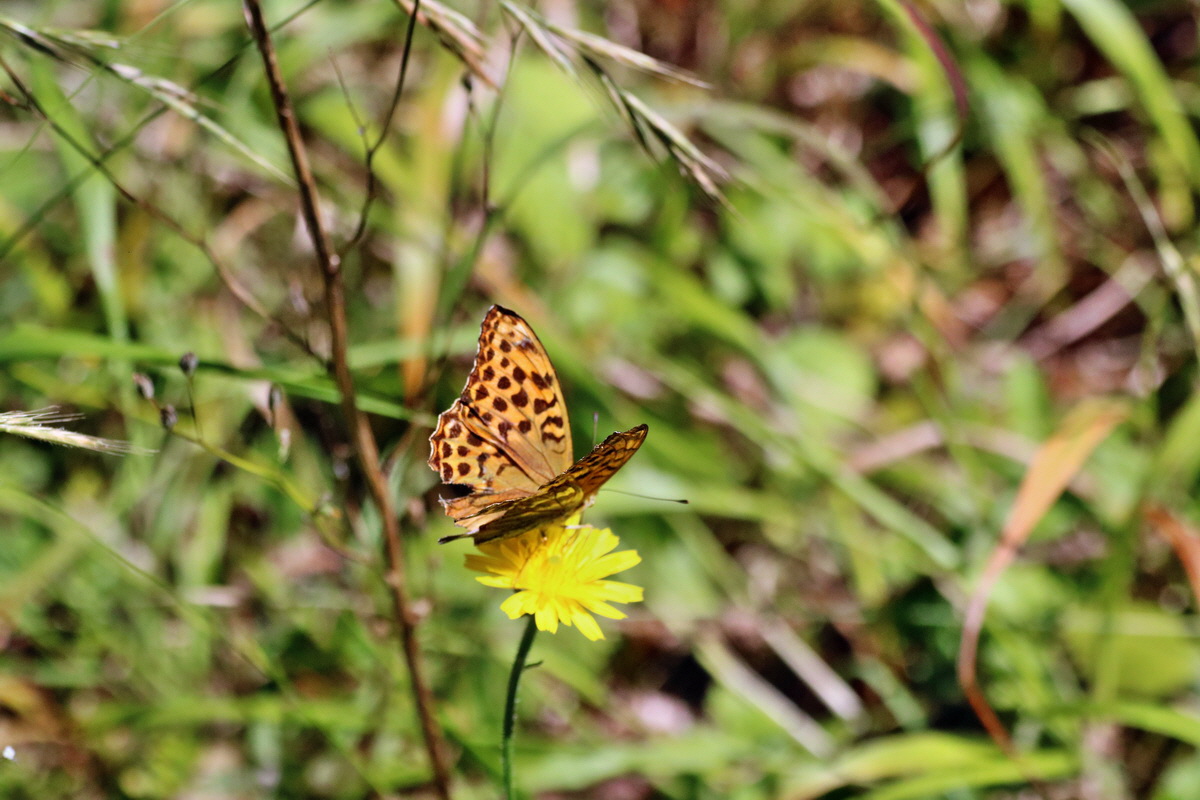 IMG-2015-08-05-00007292p_Bildgr��e �ndern