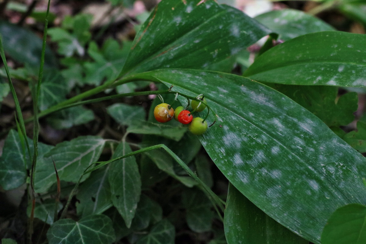 IMG-2015-08-05-00007423p_Bildgr��e �ndern