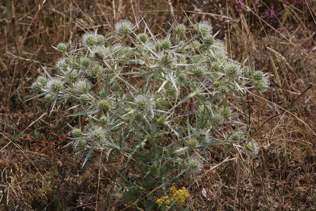 IMG-2015-08-10-00007496_Bildgr��e �ndern