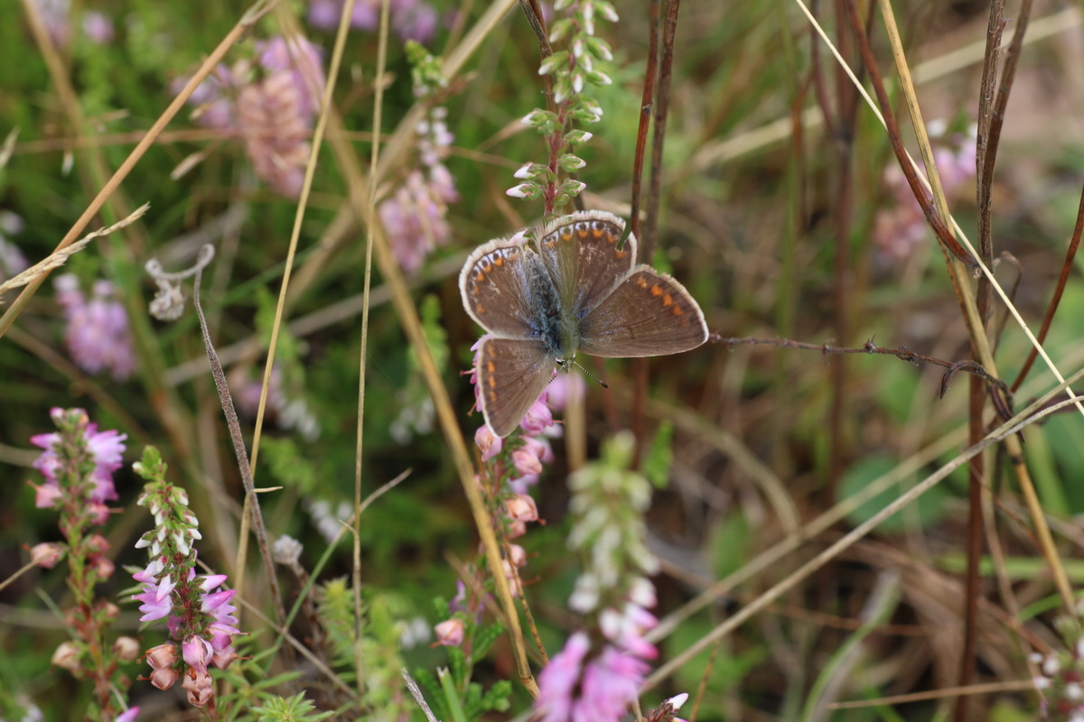 IMG-2015-08-19-00007542_Bildgr��e �ndern