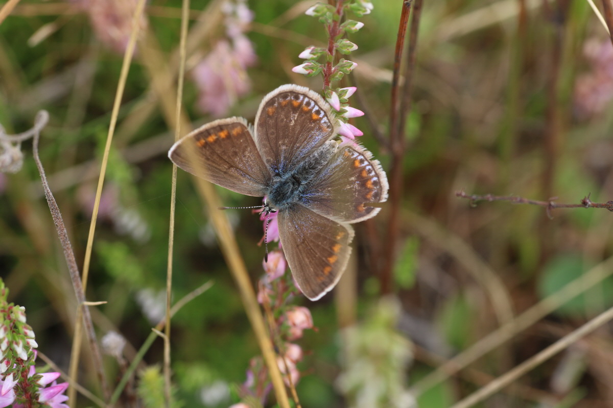 IMG-2015-08-19-00007547_Bildgr��e �ndern