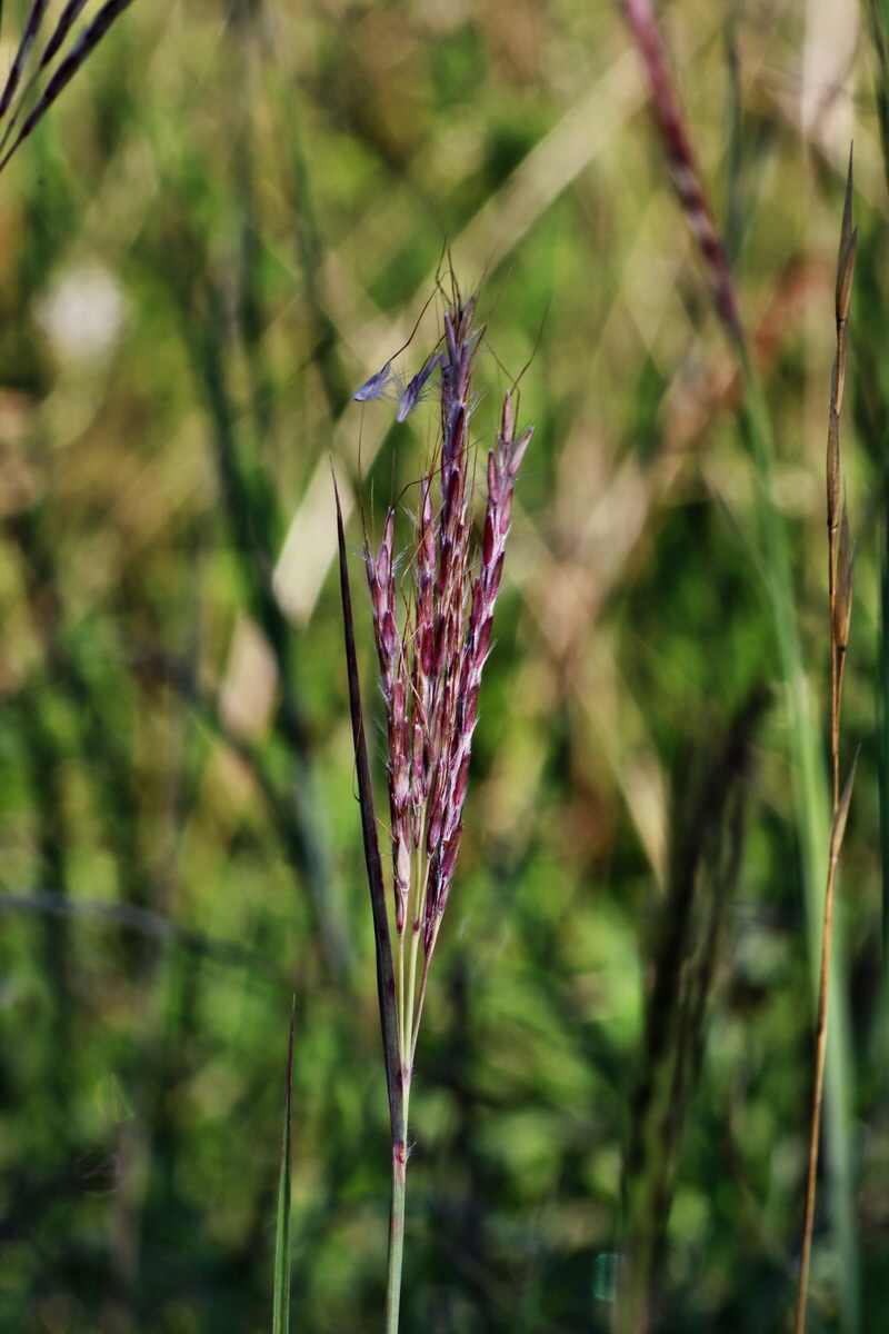 IMG-2015-08-31-00007708p_Bildgr��e �ndern