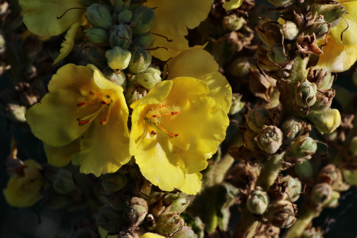 IMG-2015-08-31-00007710p_Bildgr��e �ndern