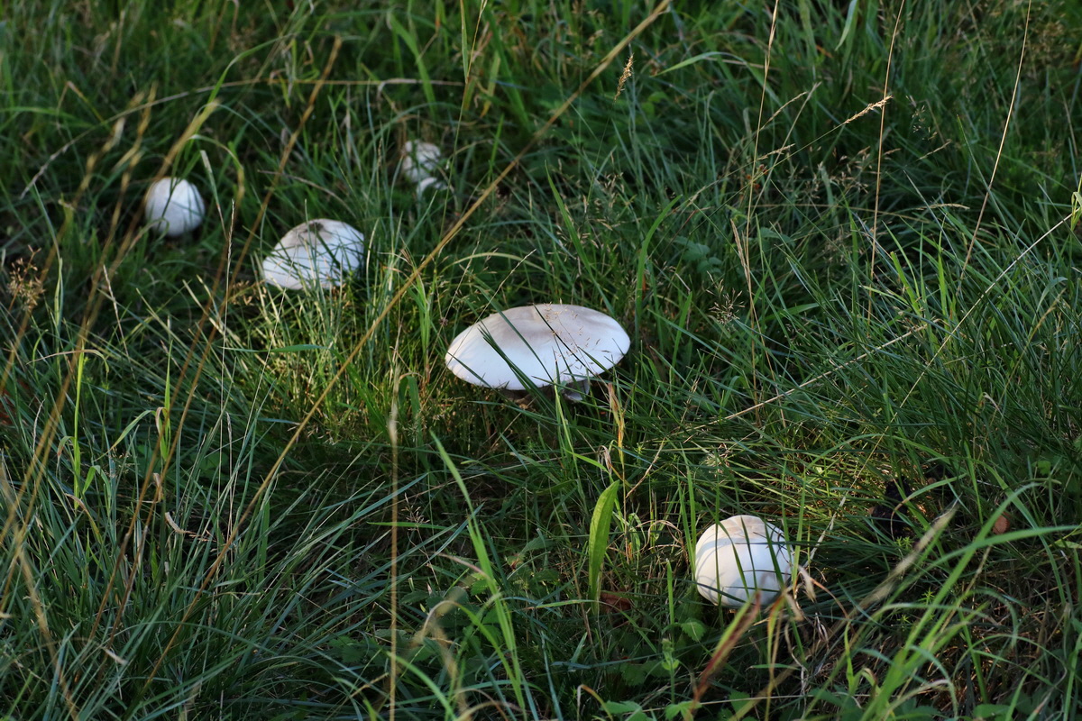 IMG-2015-08-31-00007745p_Bildgr��e �ndern