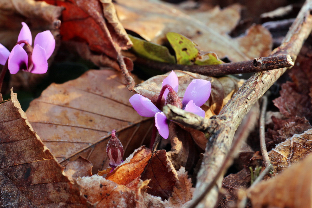 2015_02_19_00016052_Bildgr��e �ndern