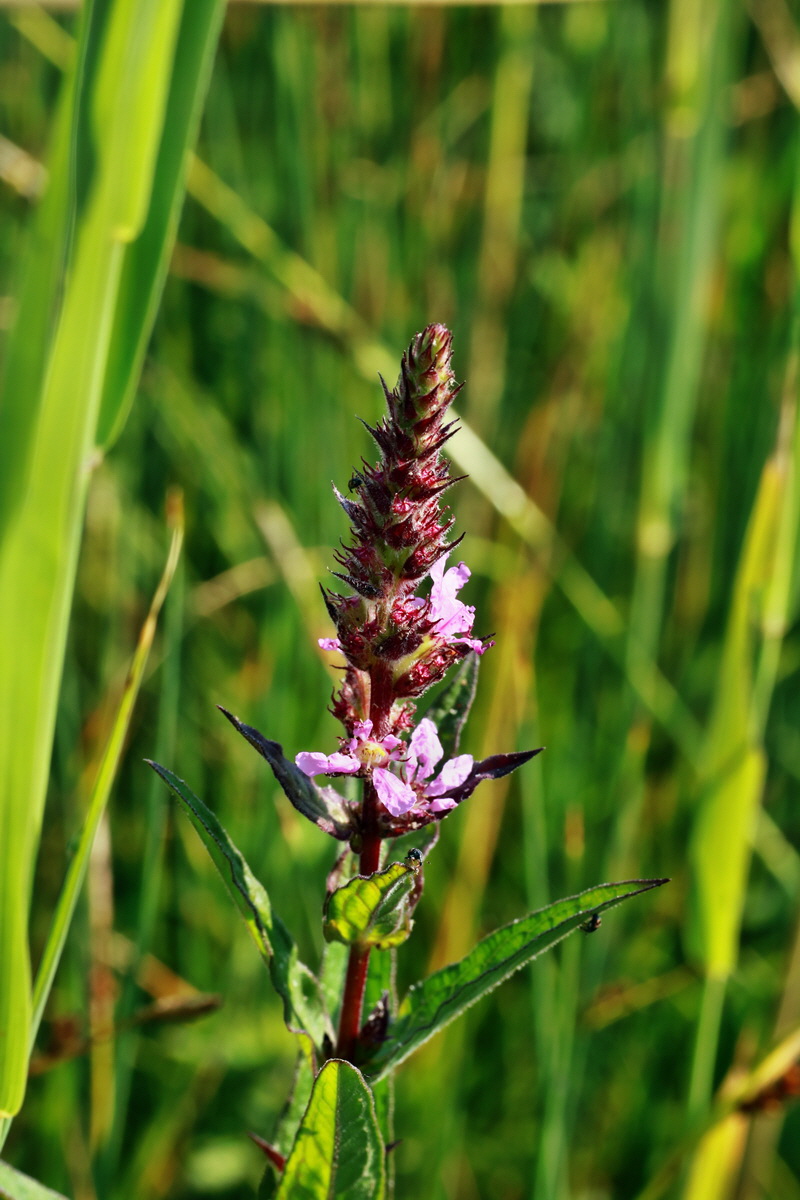 IMG-2015-07-03-00006273p_Bildgr��e �ndern