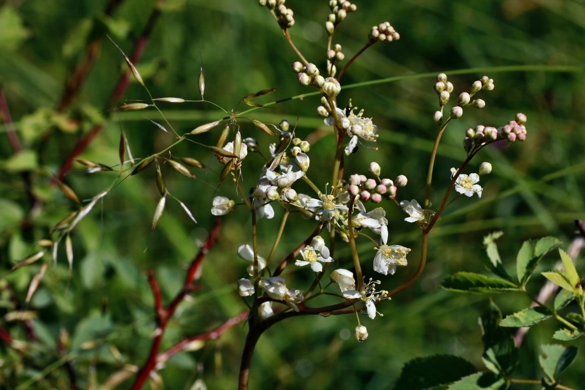 IMG-2015-07-06-00006507p_Bildgr��e �ndern