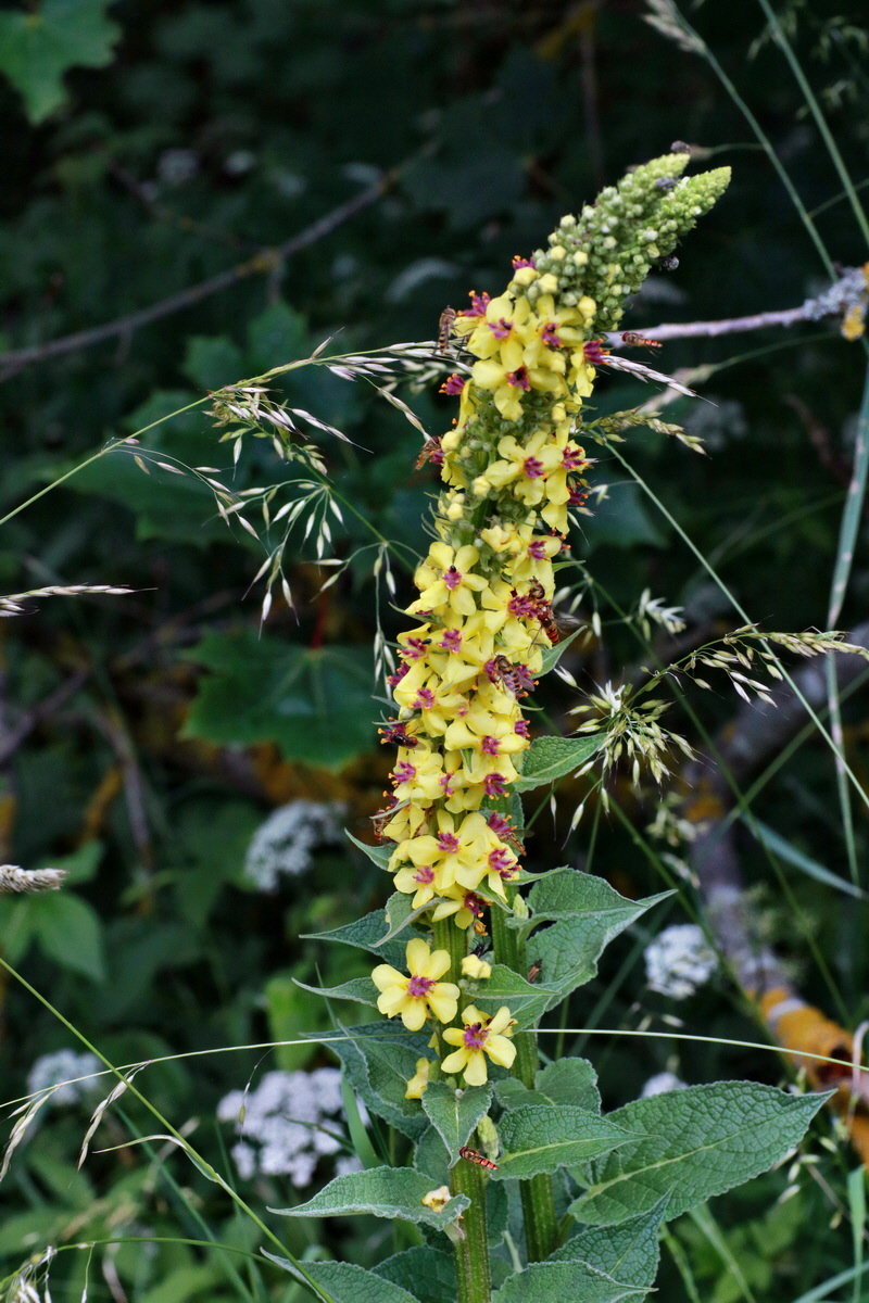 IMG-2015-07-06-00006519p_Bildgr��e �ndern