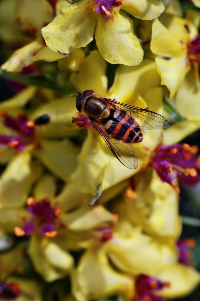 IMG-2015-07-06-00006521p_Bildgr��e �ndern