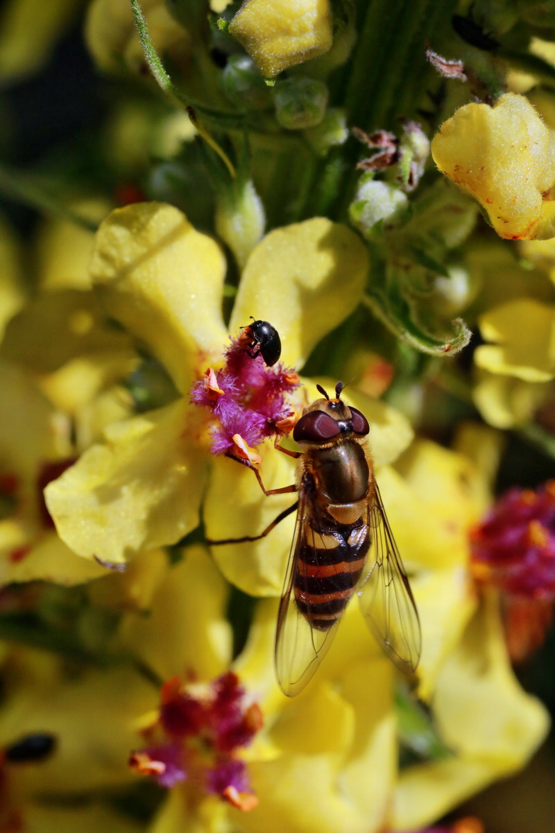 IMG-2015-07-06-00006529p_Bildgr��e �ndern