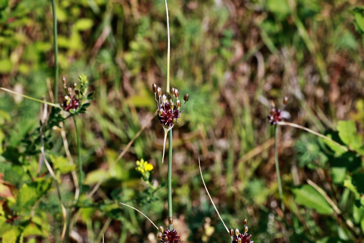 IMG-2015-07-07-00006551p_Bildgr��e �ndern