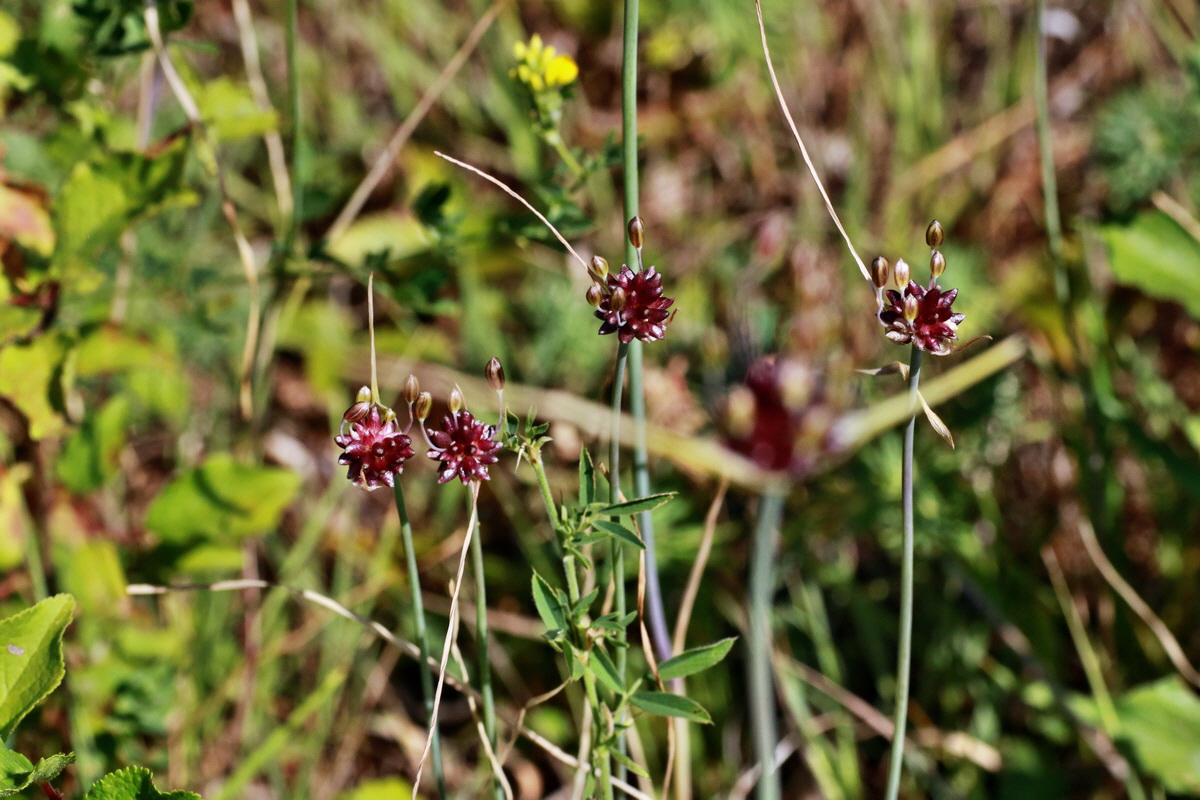 IMG-2015-07-07-00006552p_Bildgr��e �ndern