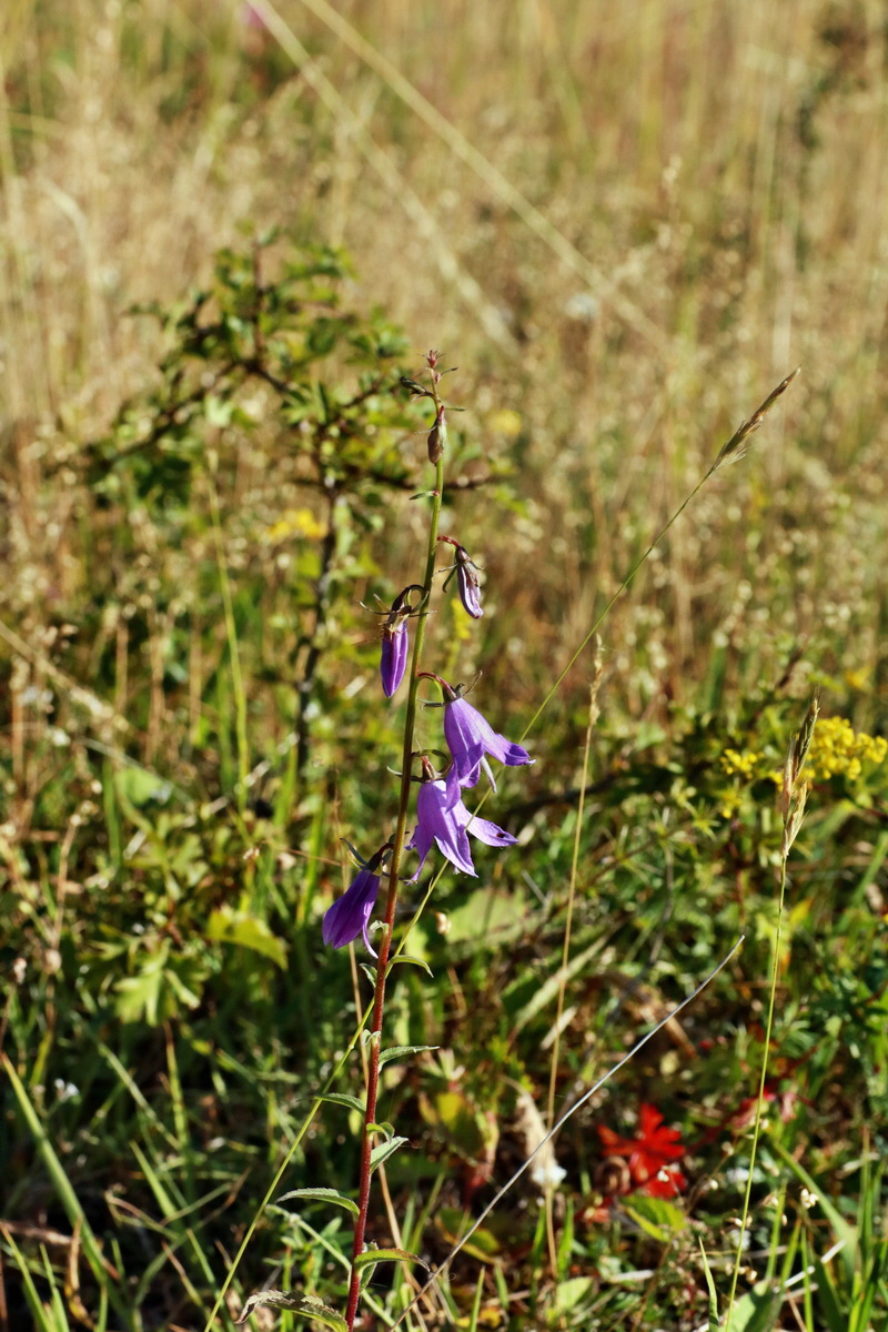 IMG-2015-07-07-00006566p_Bildgr��e �ndern