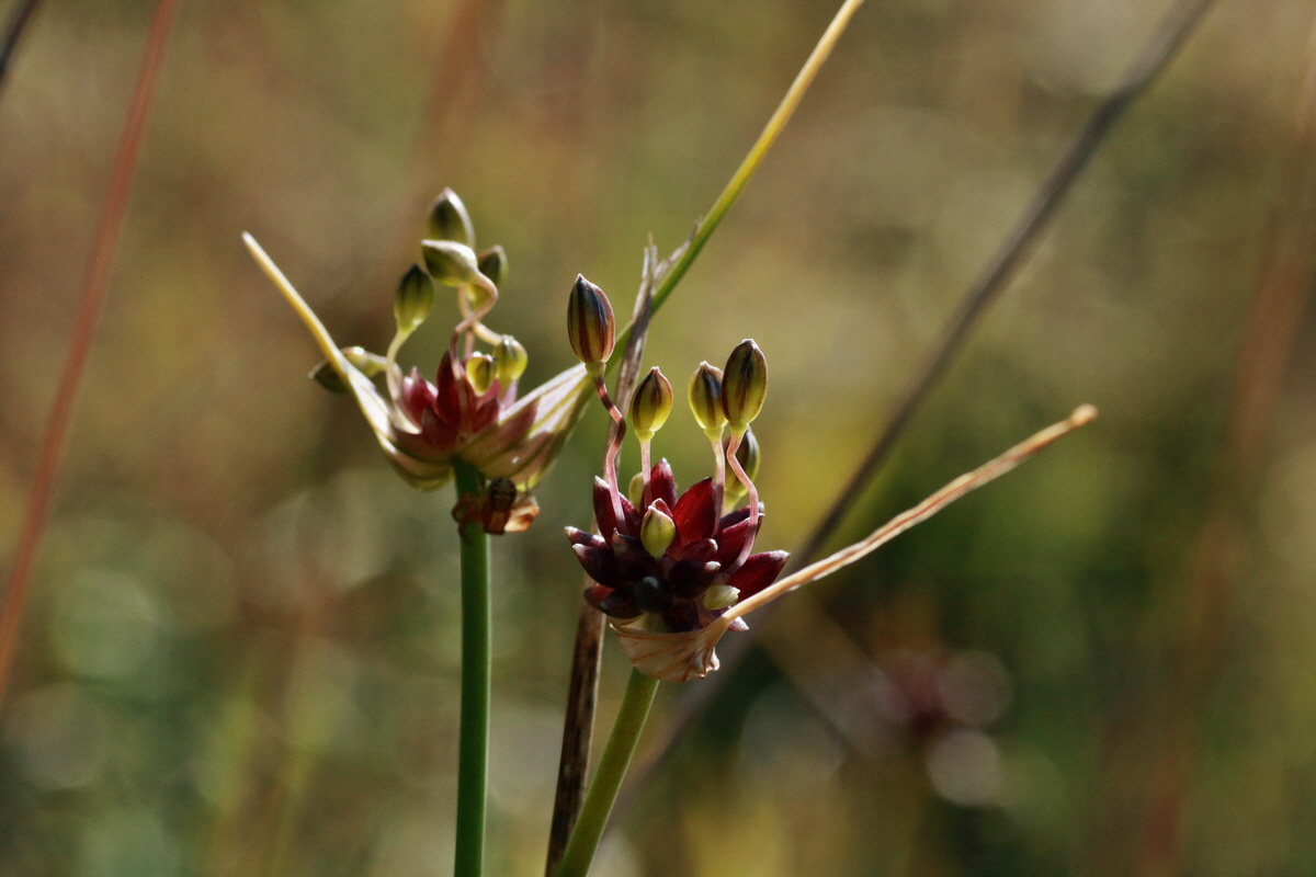 IMG-2015-07-07-00006572p_Bildgr��e �ndern