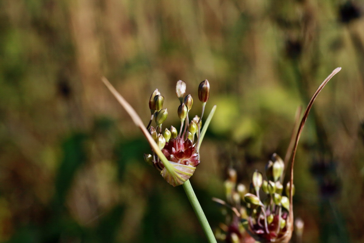 IMG-2015-07-07-00006575p_Bildgr��e �ndern