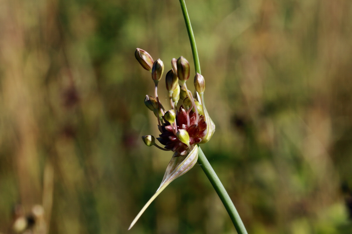 IMG-2015-07-07-00006584p_Bildgr��e �ndern