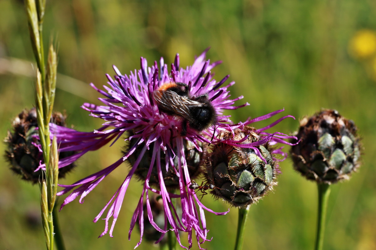 IMG-2015-07-07-00006605p_Bildgr��e �ndern