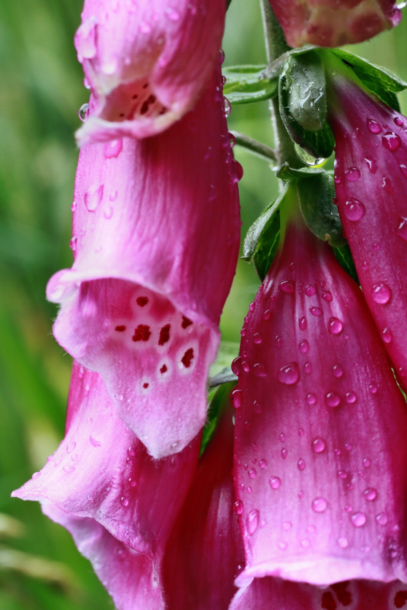 IMG-2015-07-14-00006719p_Bildgr��e �ndern