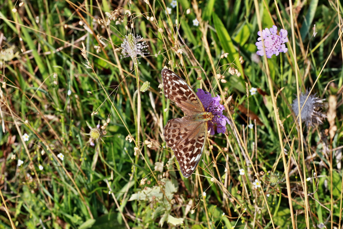 2015_07_20_008795p_Bildgr��e �ndern