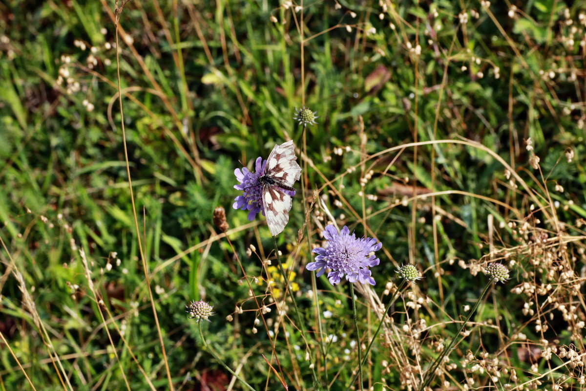 2015_07_20_008905p_Bildgr��e �ndern