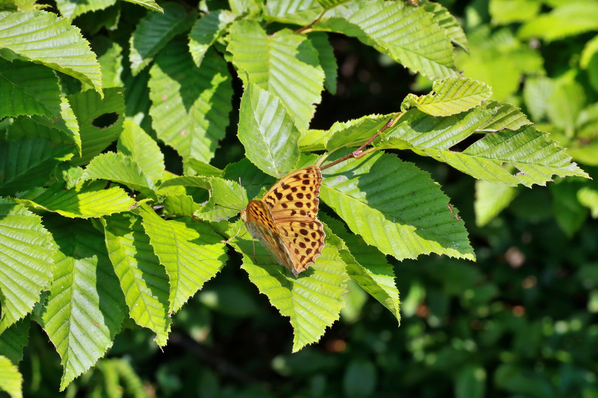 2015_07_20_008913p_Bildgr��e �ndern