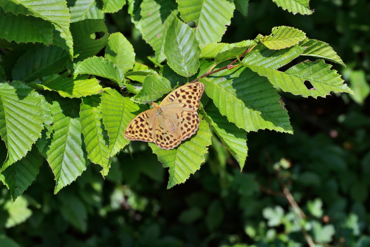 2015_07_20_008916p_Bildgr��e �ndern