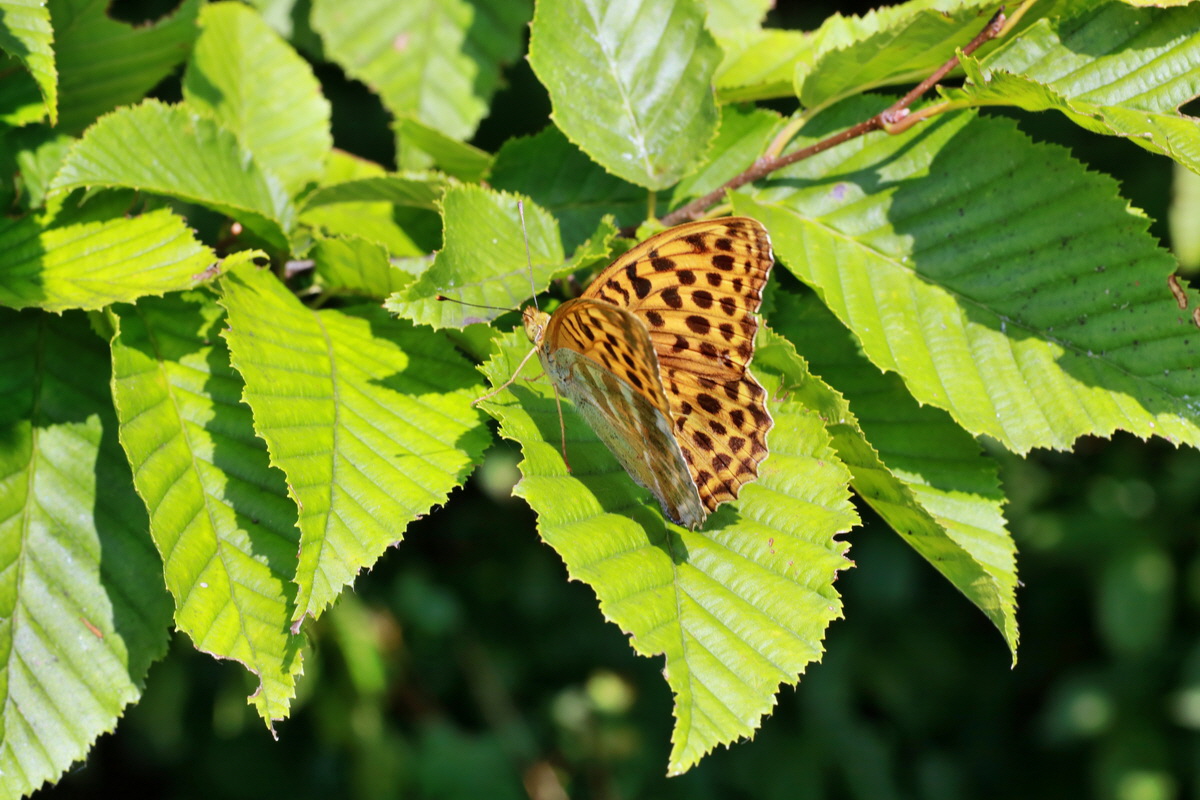 2015_07_20_008920p_Bildgr��e �ndern