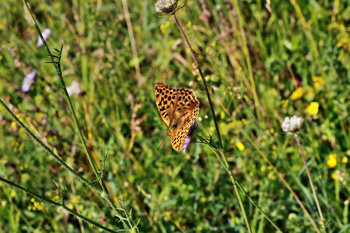 2015_07_20_008925p_Bildgr��e �ndern