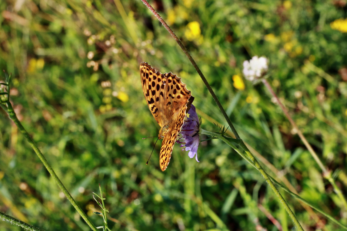 2015_07_20_008934p_Bildgr��e �ndern