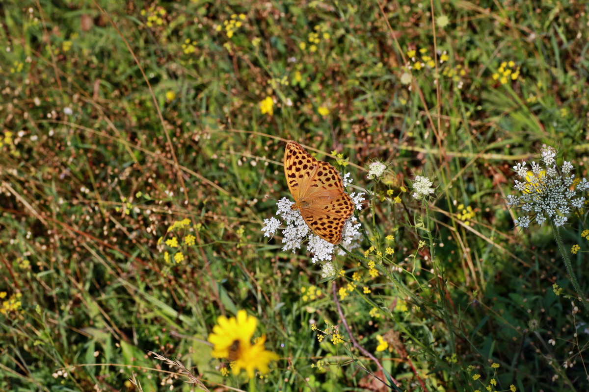 2015_07_20_008944p_Bildgr��e �ndern