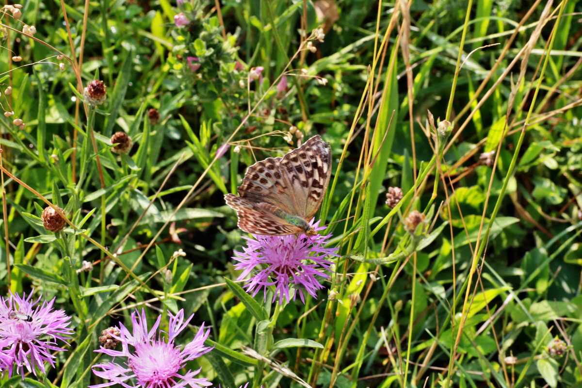 2015_07_20_008948p_Bildgr��e �ndern