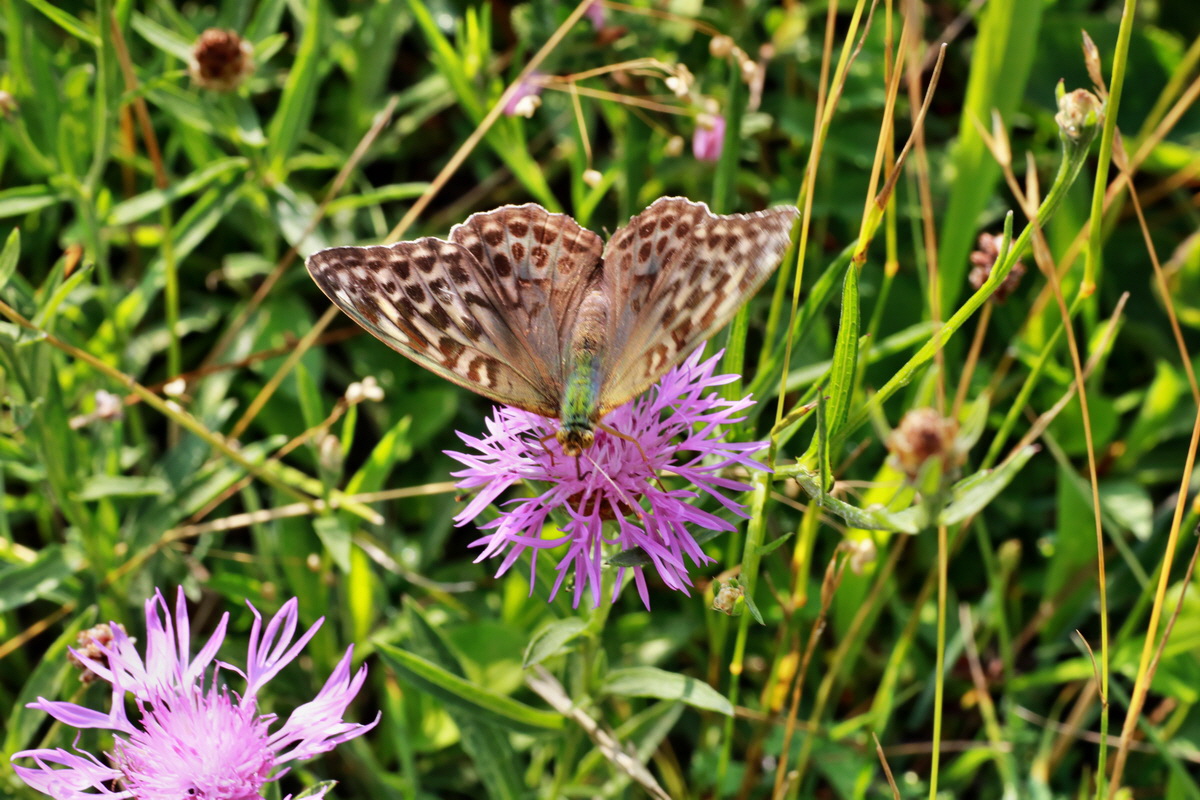 2015_07_20_008951p_Bildgr��e �ndern