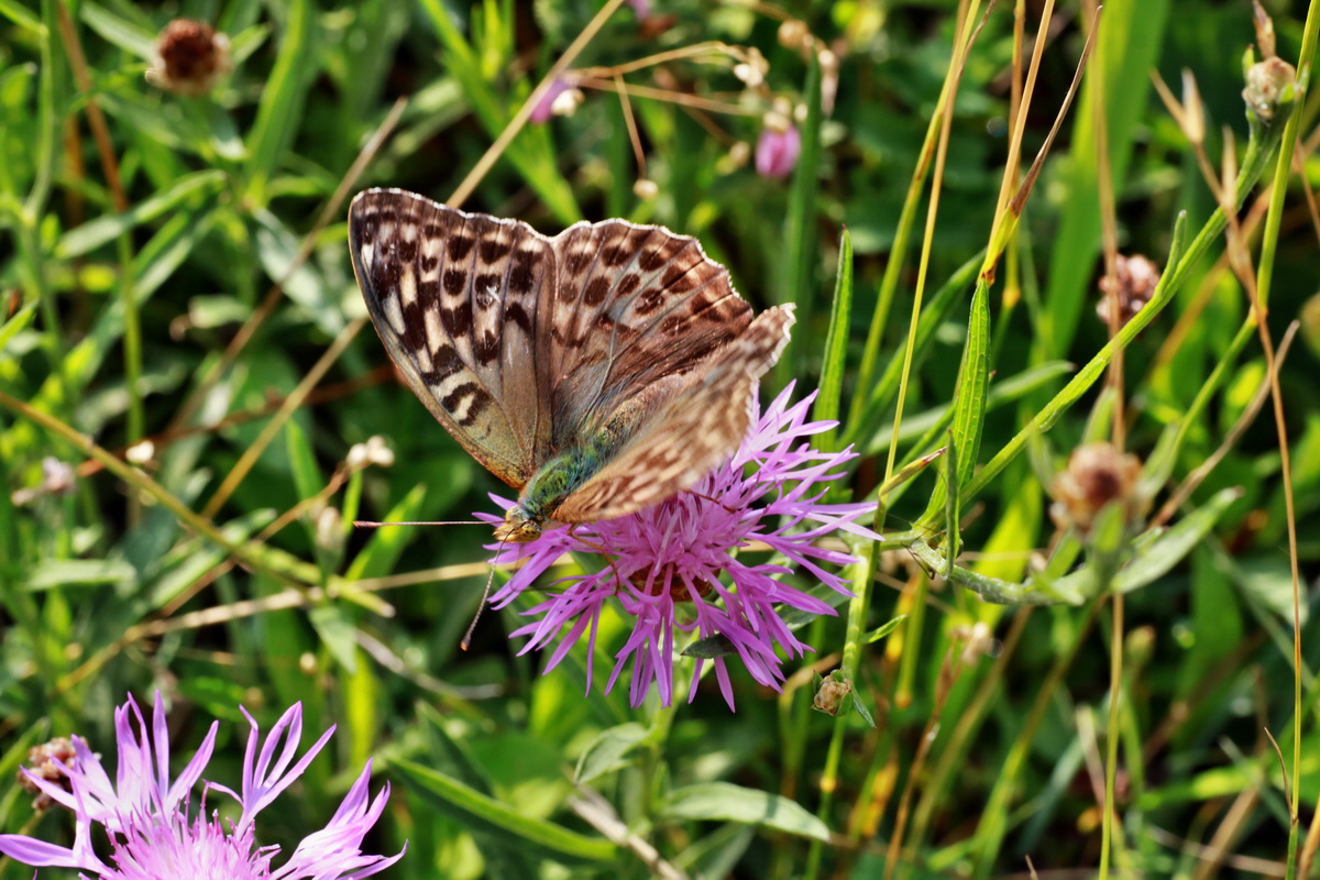 2015_07_20_008952p_Bildgr��e �ndern