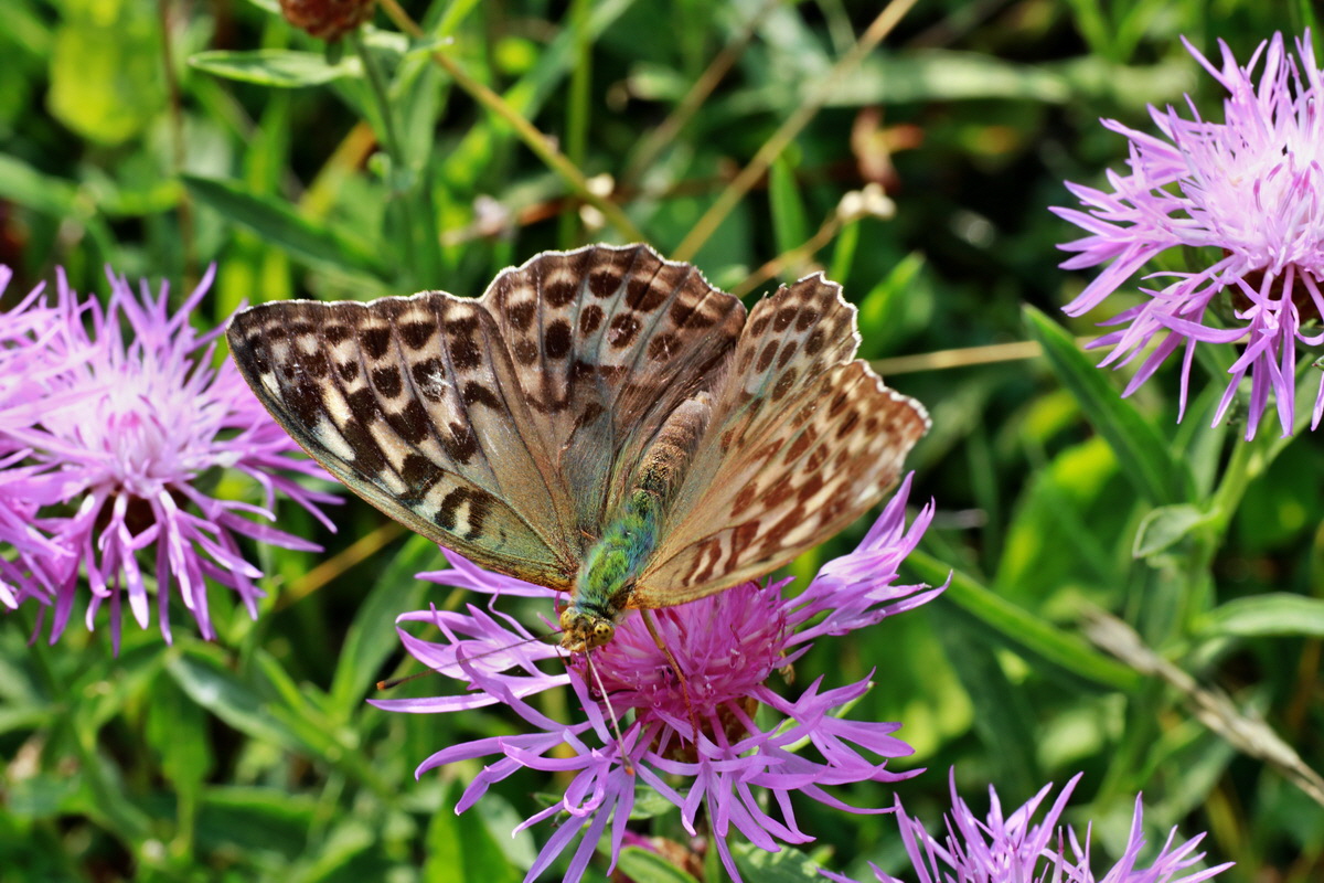 2015_07_20_008963p_Bildgr��e �ndern