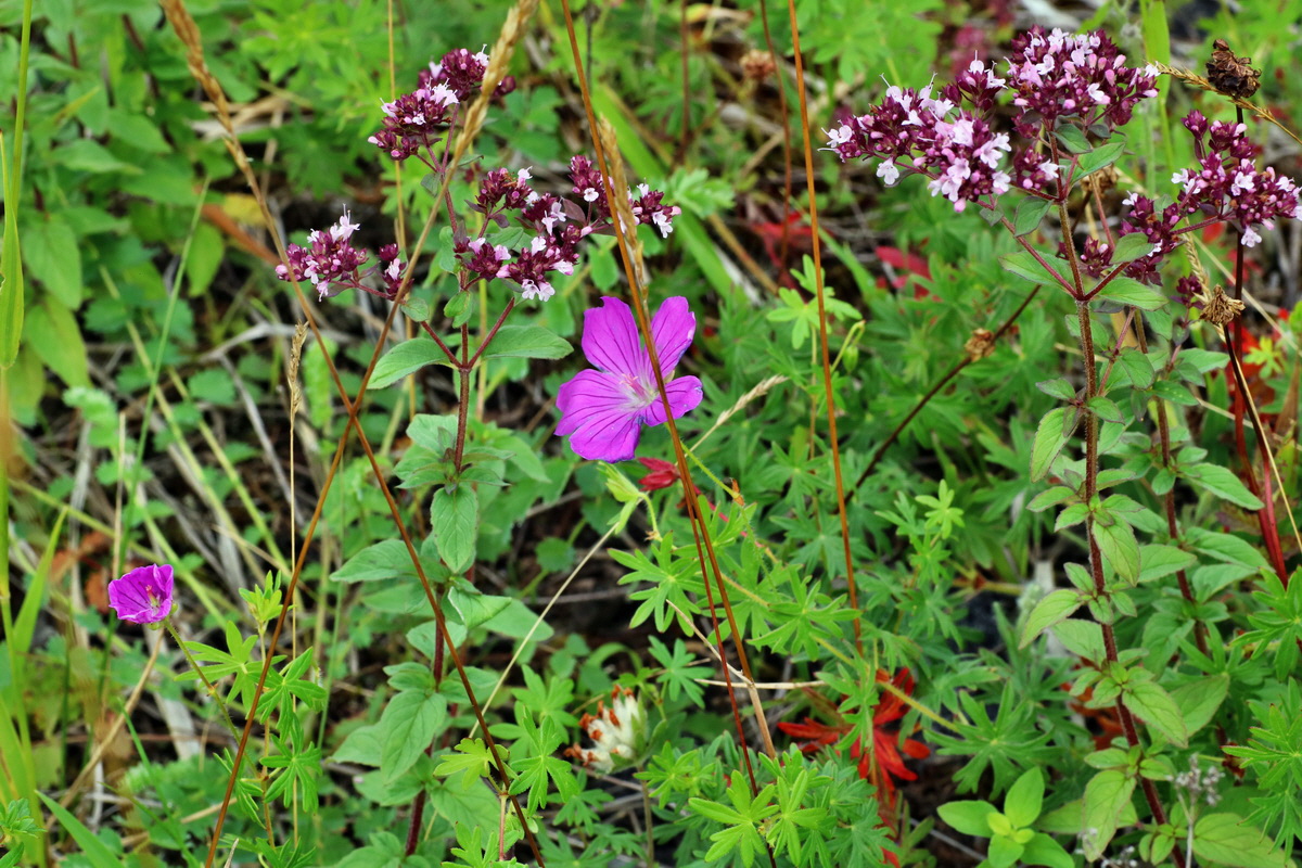 IMG-2015-07-22-00006768p_Bildgr��e �ndern