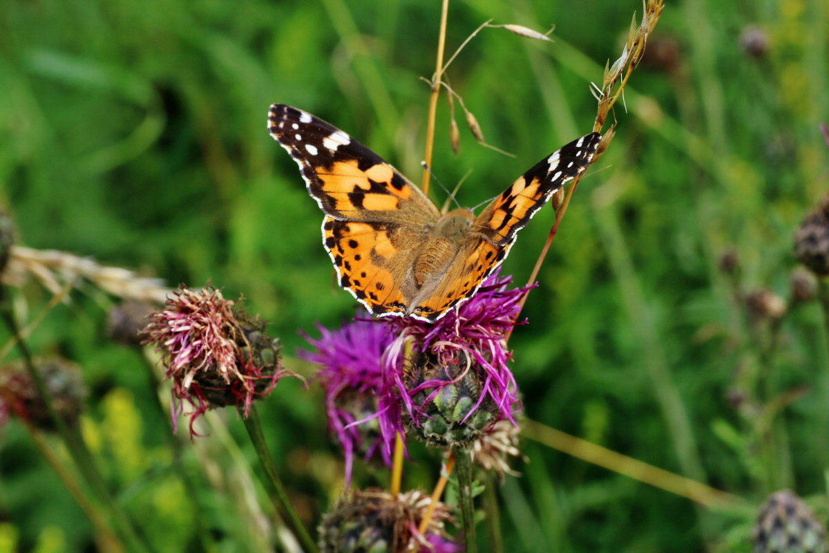 IMG-2015-07-22-00006783p_Bildgr��e �ndern