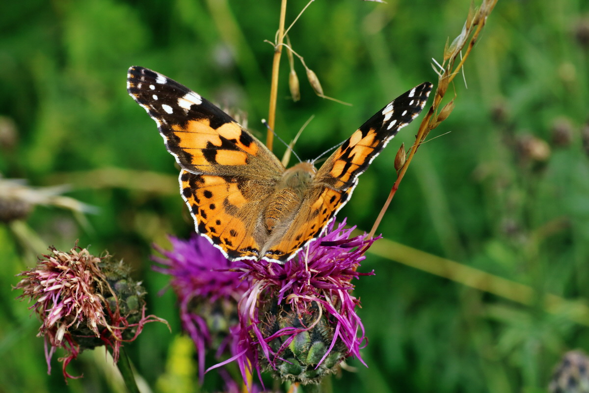 IMG-2015-07-22-00006786p_Bildgr��e �ndern