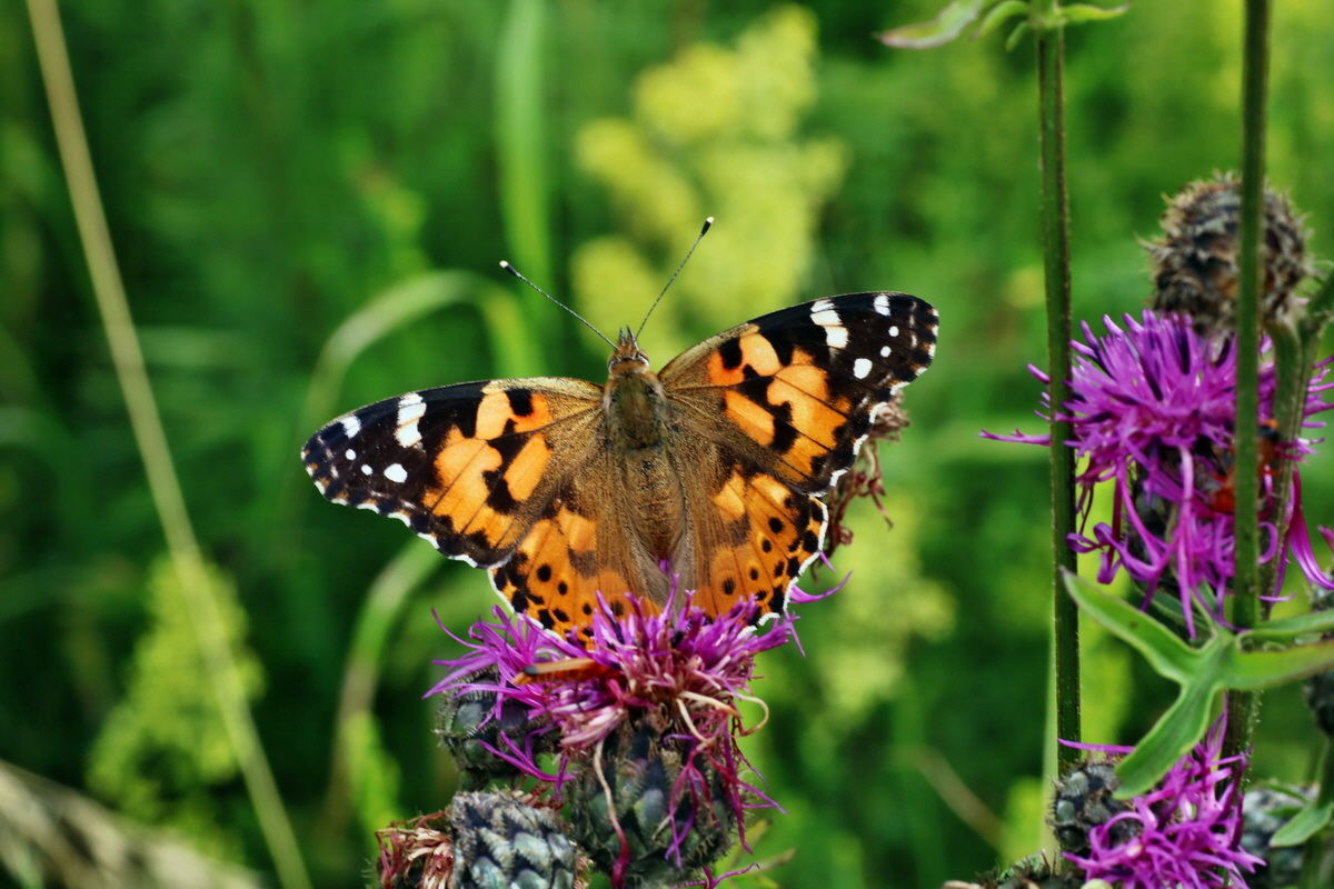 IMG-2015-07-22-00006789p_Bildgr��e �ndern