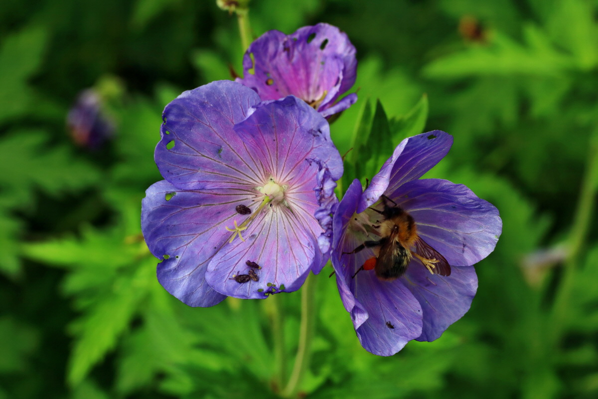 IMG-2015-07-22-00006790p_Bildgr��e �ndern