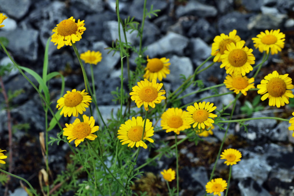 IMG-2015-07-22-00006802p_Bildgr��e �ndern