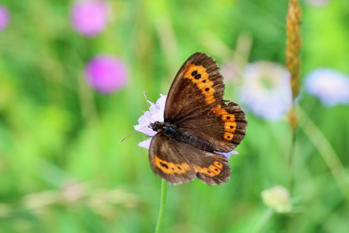 IMG-2015-07-22-00006806p_Bildgr��e �ndern