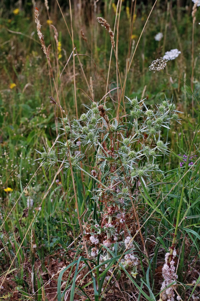 IMG-2015-07-24-00007055p_Bildgr��e �ndern