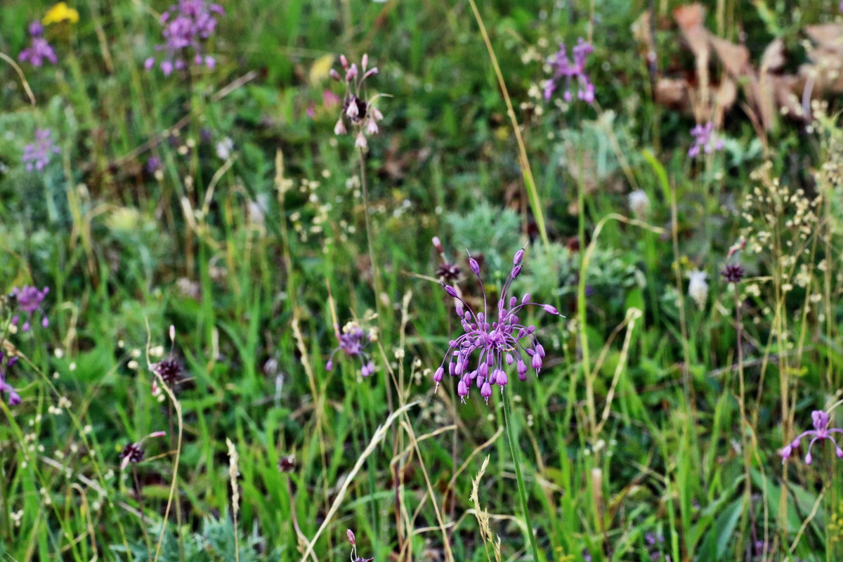 IMG-2015-07-24-00007063p_Bildgr��e �ndern