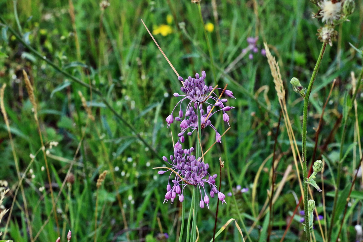 IMG-2015-07-24-00007068p_Bildgr��e �ndern