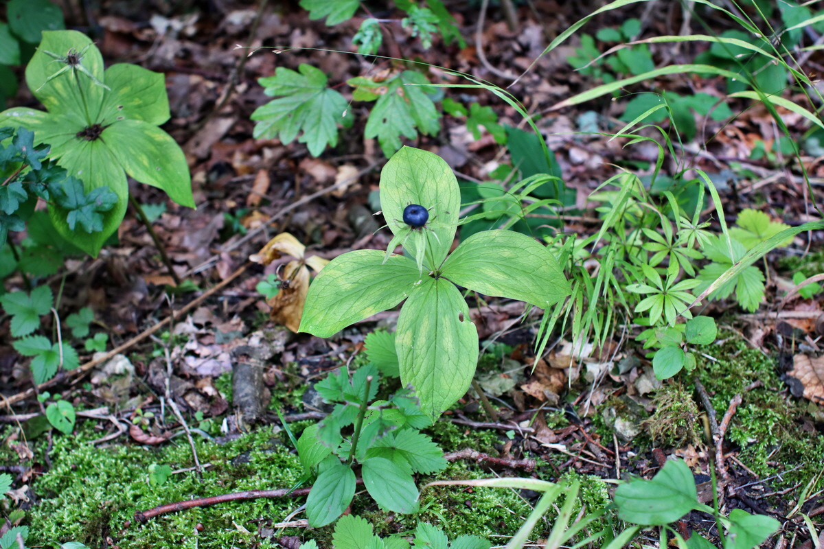 IMG-2015-07-31-00007073p_Bildgr��e �ndern