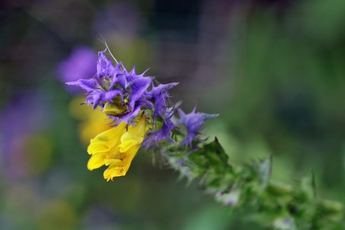 IMG-2015-07-31-00007077p_Bildgr��e �ndern