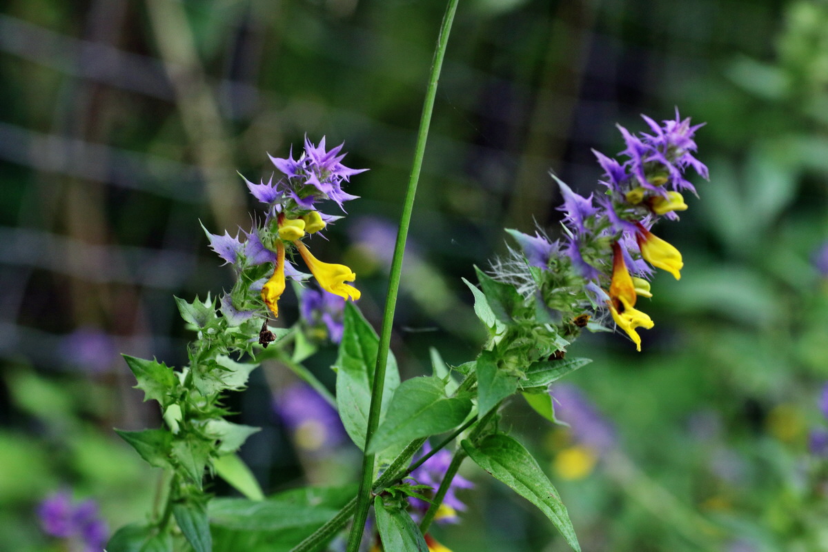 IMG-2015-07-31-00007085p_Bildgr��e �ndern